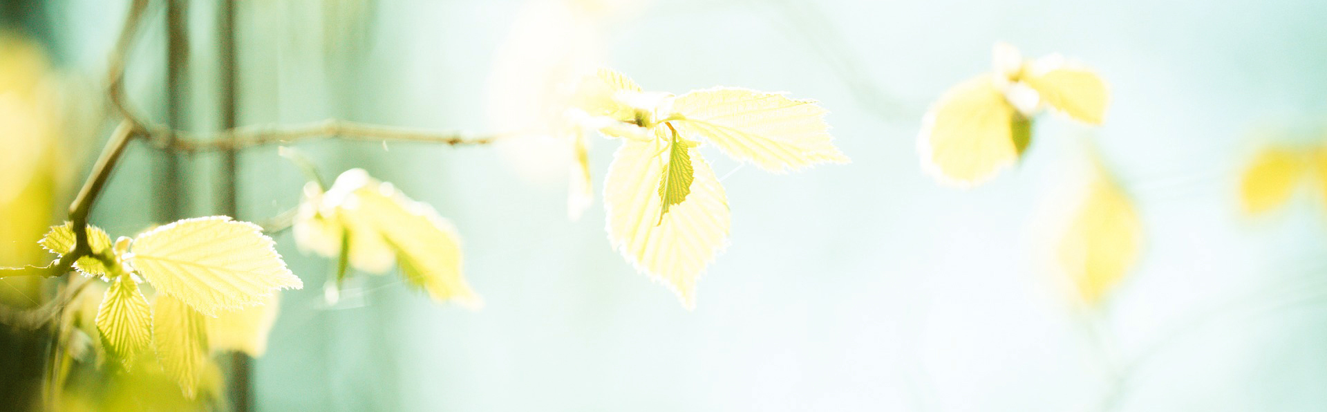 Leaves 2