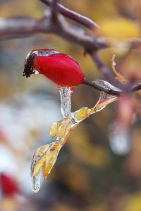 Frost
