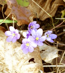 Blue_anemones
