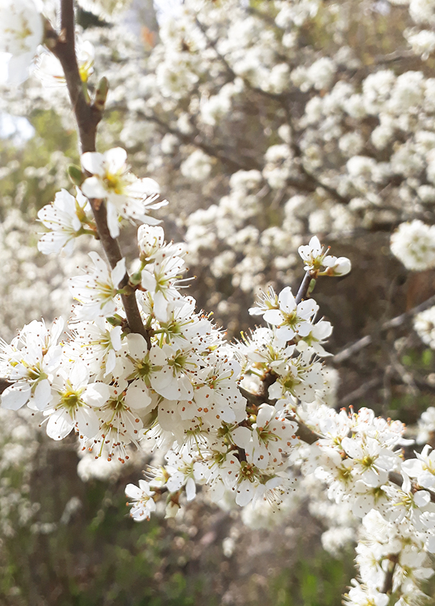 Slånbuske-blommar
