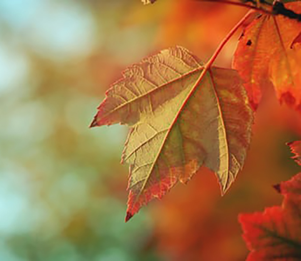 Autumn2