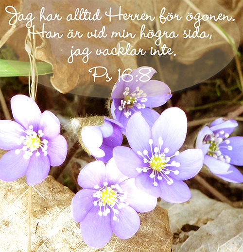 Blue-anemones-Ps-16-8