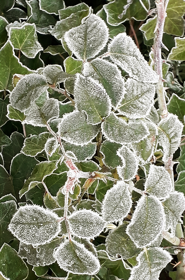 Frostiga blad webb