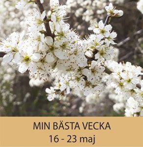 Min bästa vecka maj 2021