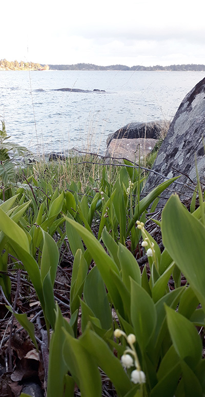 Vy över havet